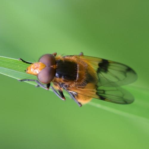 Volucella inflata